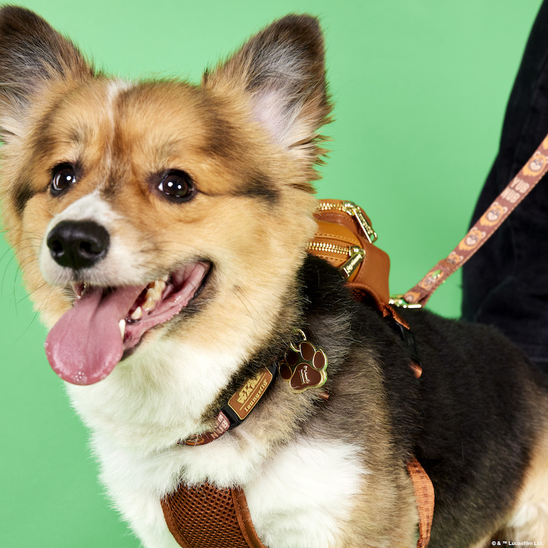 Image of a corgi against a green background showing off the Ewok Pets collar with Loungefly charm and the Ewok Mini Backpack Harness with leash attached